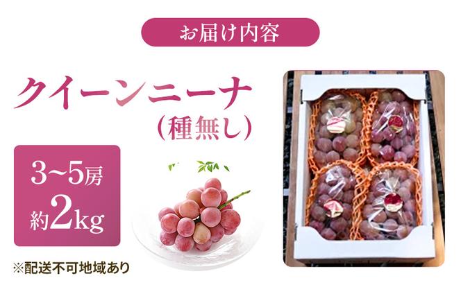 【2025年先行予約】 ぶどう 岡山県産 クイーンニーナ （ 種無し ）約2kg（3～5房） 《2025年9月上旬-下旬頃出荷》 葡萄 ブドウ フルーツ 果物 スイーツ 数量限定 期間限定 岡山 里庄町