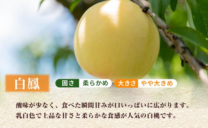 【2025年 先行予約】桃 岡山県産 岡山 白桃 2種 食べ比べ プラン 2回 コースA ( 白鳳 ・ 清水白桃 各1.5kg) 《2025年7月上旬-8月上旬頃出荷》 白桃 岡山 数量限定 期間限定 岡山 里庄町 モモ もも 桃 定期便