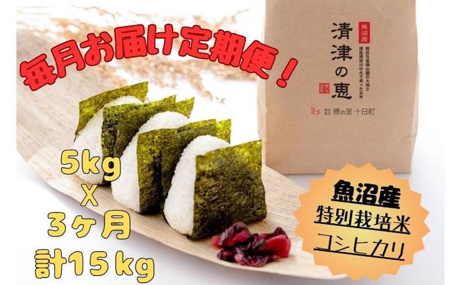 【通年受付】魚沼産特別栽培米コシヒカリ［清津の恵］精米5kg　全3回 十日町市 十日町 米