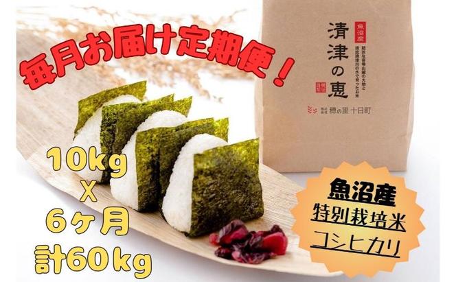 【通年受付】魚沼産特別栽培米コシヒカリ［清津の恵］精米10kg（5kgx2袋）全6回 十日町市 十日町 米