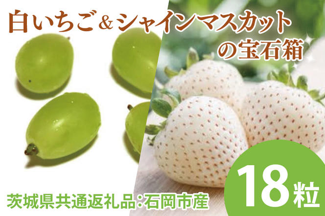 【先行予約】白いちごとシャインマスカットの宝石箱 18粒（茨城県共通返礼品：石岡市産とかすみがうら市産）　※2024年12月初旬～2025年1月下旬頃に順次発送予定（CD007）