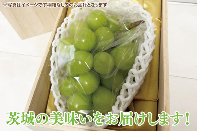 シャインマスカット 約5kg 7～9房（茨城県共通返礼品：かすみがうら市産）　※2024年8月初旬～2025年1月下旬頃に順次発送予定（CD035）