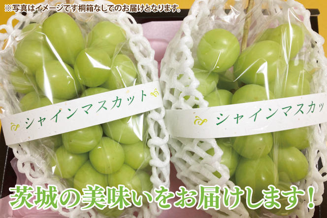 シャインマスカット 2房（茨城県共通返礼品：かすみがうら市産）　※2024年8月初旬～2025年1月下旬頃に順次発送予定（CD023）