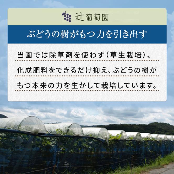 訳あり 辻葡萄園 の  ニュー ピオーネ ご家庭用 満杯詰め 約4kg 岡山県産 ぶどう 葡萄 果物 フルーツ  2025年 先行予約