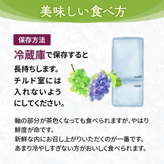 訳あり 辻葡萄園 の  ニュー ピオーネ ご家庭用 満杯詰め 約4kg 岡山県産 ぶどう 葡萄 果物 フルーツ  2025年 先行予約