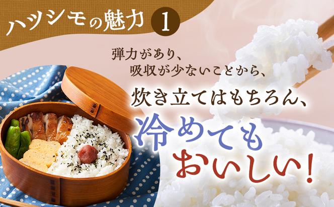 新米 令和6年産 岐阜県産 ハツシモ 10kg