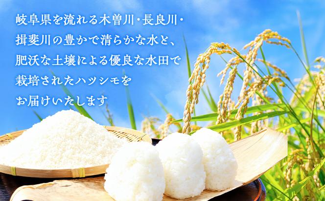 新米 令和6年産 岐阜県産 ハツシモ 10kg