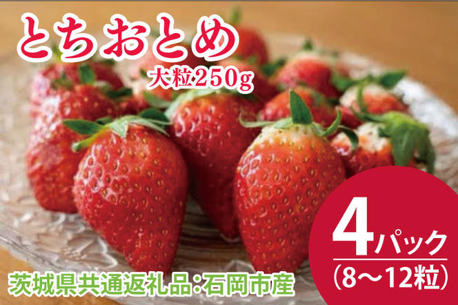 【先行予約】とちおとめ大粒250g（8〜12粒）×4pc（茨城県共通返礼品：石岡市産）合計約1kg　※2024年12月初旬～2025年3月下旬頃に順次発送予定(CD001)