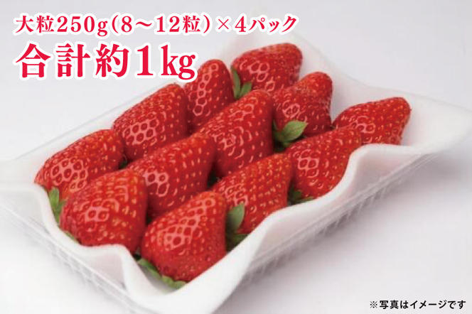 【先行予約】紅ほっぺ 大粒250g（8〜12粒）×4パック（茨城県共通返礼品：石岡市産）合計約1kg　※2024年12月初旬～2025年3月下旬頃に順次発送予定(CD002）