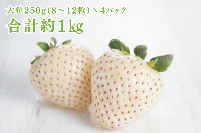 【先行予約】白いちご 大粒250g（8〜12粒）×4パック（茨城県共通返礼品：石岡市産）合計約1kg　※2024年12月初旬～2025年3月下旬頃に順次発送予定(CD004）