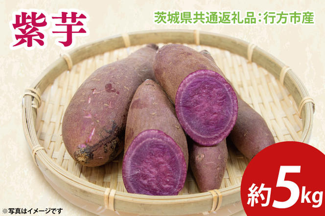 【先行予約】紫芋 約5kg（茨城県共通返礼品：行方市産）※2024年12月上旬～2025年3月下旬頃に順次発送予定（CD087）