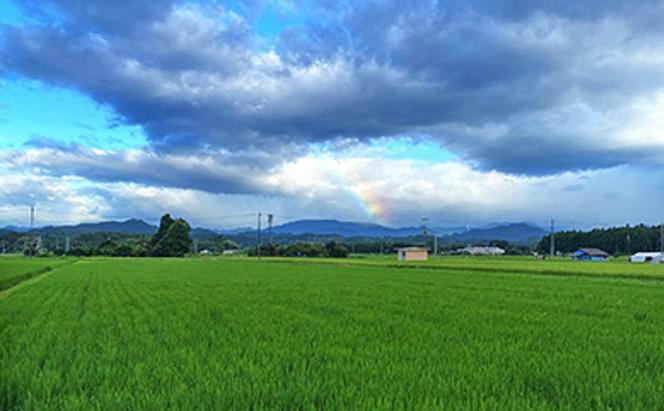 【先行予約】超希少！ 1番にら 栃木県 オリジナル品種 ゆめみどり 5束 500g 【お届け予定　2024年12月中旬～2025年2月中旬】ニラ 香味野菜 生 国産 鹿沼市 にら 新鮮  かぬま