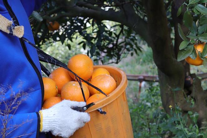 みかんジュース1000ml×1本「ゆら絞り みかん」無添加 安心。お子さんにぜひ