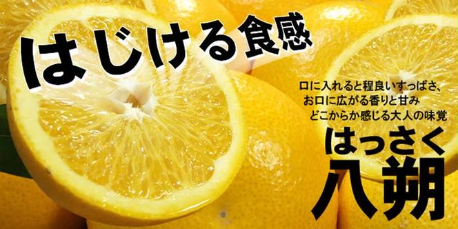 八朔（はっさく）［約5kg］和歌山県有田産 春みかん【果実サイズおまかせ】 ｜ 和歌山県産 柑橘 フルーツ 紀伊国屋文左衛門本舗 ※2025年1月下旬～4月上旬頃に順次発送予定