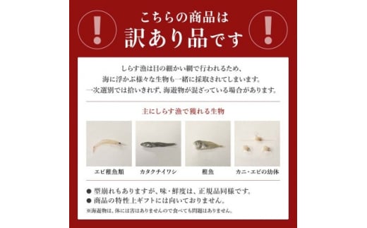 訳あり 釜揚げしらす 1kg(箱入り)こだわりの塩で減塩・甘塩仕上げ 少し大きめのシラス