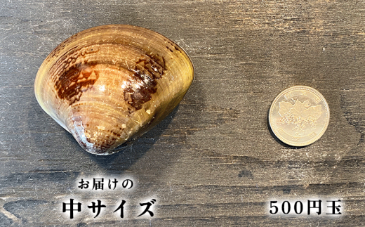 岬だよりの 希少 天然はまぐり 中サイズ 500g×4袋