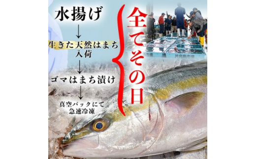 岬だよりの＜調理不要＞天然 はまちのごま漬け　12袋セット