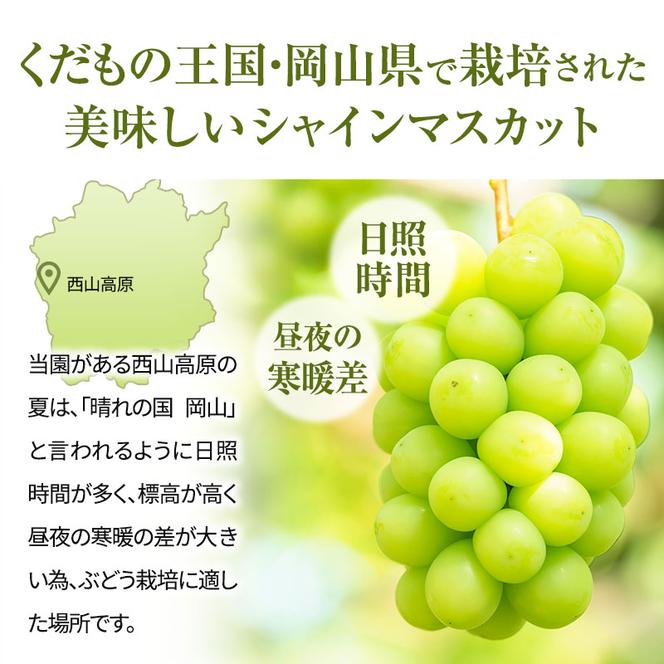 早期受付 シャインマスカット 満杯詰め 約4kg以上 ご家庭用 辻葡萄園 ぶどう 葡萄 フルーツ 果物 岡山県産 岡山のぶどう 食後 デザート おやつ 