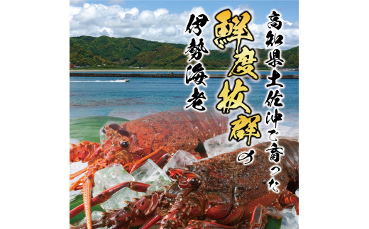 10月直送便 土佐獲れ 活伊勢海老 約700g（２尾～４尾） 天然 エビ　えび 伊勢エビ 海鮮 お刺身 刺し身 丸焼き しゃぶしゃぶ 故郷納税 ふるさとのうぜい 返礼品 高知県 高知 27000円