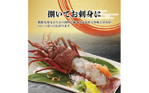 10月直送便 土佐獲れ 活伊勢海老 約700g（２尾～４尾） 天然 エビ　えび 伊勢エビ 海鮮 お刺身 刺し身 丸焼き しゃぶしゃぶ 故郷納税 ふるさとのうぜい 返礼品 高知県 高知 27000円