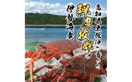 11月直送便 土佐獲れ 活伊勢海老 約700g（２尾～４尾） 天然 エビ　えび 伊勢エビ 海鮮 お刺身 刺し身 丸焼き しゃぶしゃぶ 故郷納税 ふるさとのうぜい 返礼品 高知県 高知 27000円