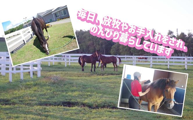 競走馬のふるさと 北海道 新ひだか町 ライディングヒルズ静内 馬 への 牧草ロール プレゼント 静内 うま サラブレッド ポニー 引退馬