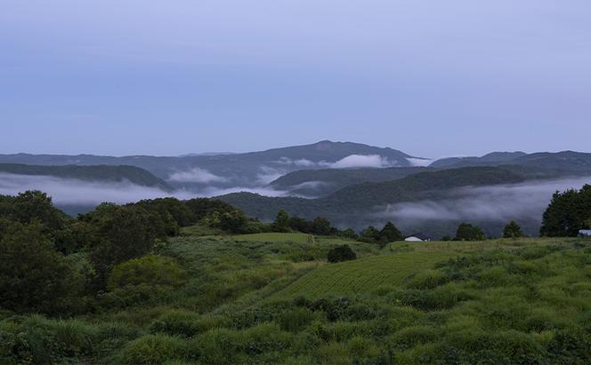 【2025年先行予約】 ぶどう 岡山県産 シャインマスカット 1kg箱（2房） 《2025年10月中旬-11月下旬頃出荷》 葡萄 ブドウフルーツ 果物 スイーツ 数量限定 期間限定 岡山 里庄町 ブドウ ぶどう