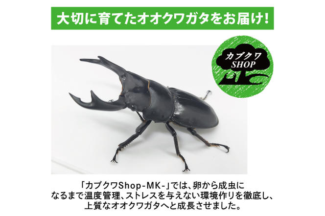 国産オオクワガタ♂♀ペア飼育セット【クワガタ クワガタムシ カブトムシ 昆虫 虫 国産 飼育 セット 夏休み 自由研究 鹿嶋市  茨城県】（KBY-2）（茨城県鹿嶋市） | ふるさと納税サイト「ふるさとプレミアム」