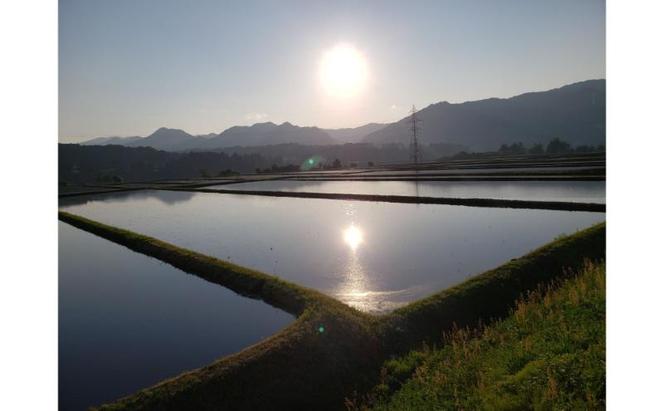 【定期便】魚沼産コシヒカリ金印(精米)5kg　全6回 米 お米 こしひかり 精米 中魚沼 定期 新潟県 十日町市