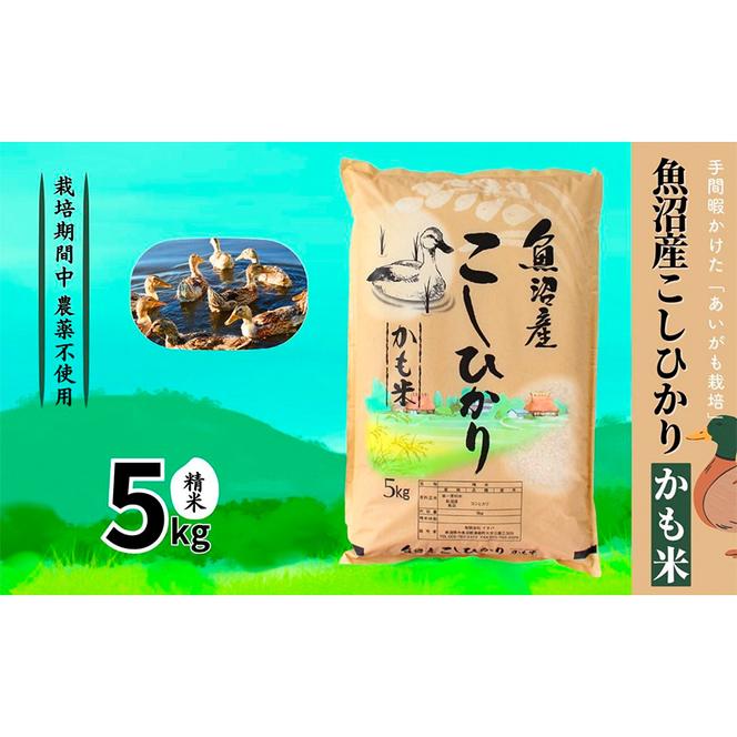 【令和6年産】魚沼産コシヒカリかも米(精米)5kg　※栽培期間中農薬不使用 米 お米 こしひかり 精米 かも米 中魚沼 新潟県 十日町市