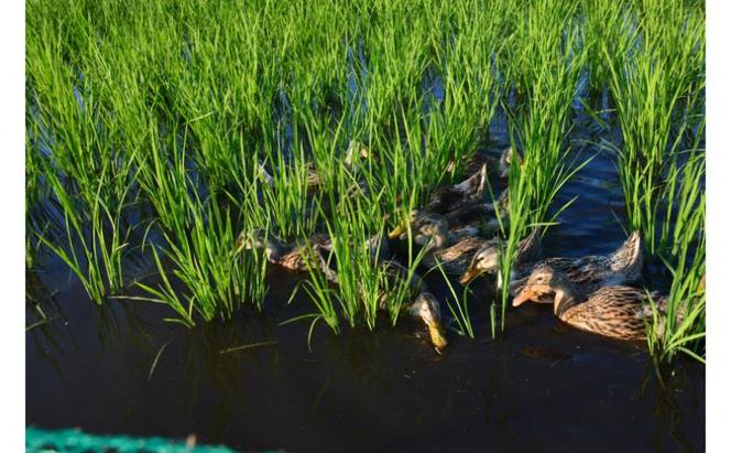 【令和6年産】魚沼産コシヒカリかも米(精米)5kg　※栽培期間中農薬不使用 米 お米 こしひかり 精米 かも米 中魚沼 新潟県 十日町市