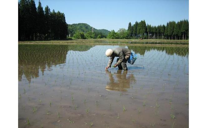 【定期便】魚沼産新之助(精米)5kg　全6回 米 お米 精米 しんのすけ 中魚沼 定期 新潟県 十日町市