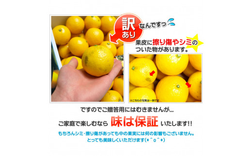 【先行予約】訳あり 土佐小夏 2.5kg 2.5キロ サイズお任せ こなつ コナツ 柑橘 かんきつ 柑橘類 フルーツ 果物 くだもの デザート おやつ ジュース ジャム 美味しい 家庭用 ご自宅用 訳アリ