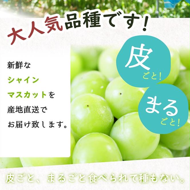 紀州和歌山産シャインマスカット2房（約1kg?1.4kg） ※2025年8月下旬頃?9月上旬頃に順次発送予定