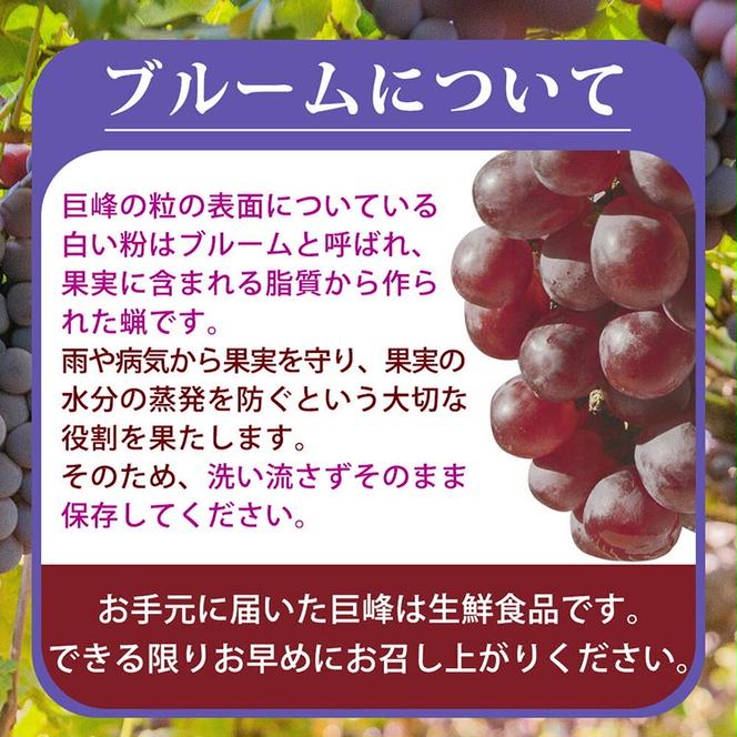 紀州和歌山産の種なし巨峰ぶどう2房（約800g?1kg） ※2025年8月下旬頃?9月上旬頃に順次発送予定