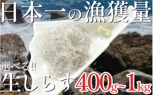 漁師がとれたてを即冷凍! 生しらす (しらす日本一の島 篠島産) 400g～1kg