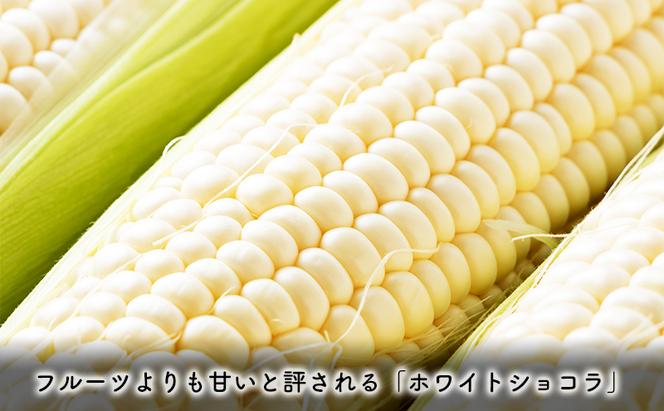 【2025年8月～発送】北海道 富良野市 とうもろこし ホワイトショコラ 白色 L～2L サイズ 計10kg ふらの 野菜 トウモロコシ とうきび 数量限定 (フラノプレゼンツ)