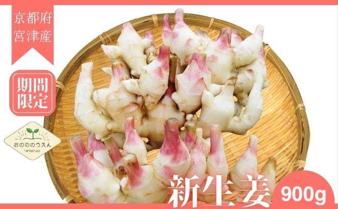 新生姜 京都府宮津産 25年発送分受付_新生姜 900g 生姜 しょうが ショウガ 野菜 薬味 瑞々しい 甘酢漬け 宮津市 京都府