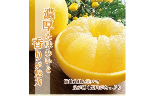 温室土佐文旦 高級 約3kg 3キロ 5～7個 L～3Lサイズ 高橋農園直送 ブンタン ぶんたん 柑橘 かんきつ 柑橘類 フルーツ 果物 くだもの デザート スイーツ 贈答 プレゼント ギフト