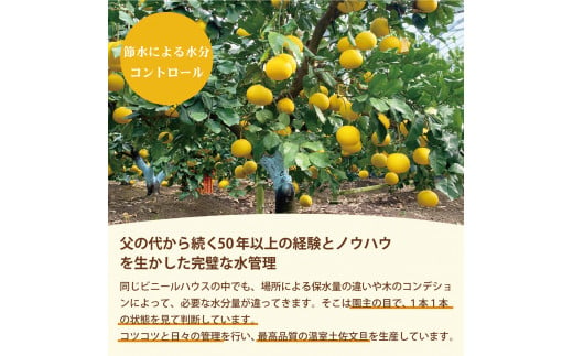 温室土佐文旦 高級 約3kg 3キロ 5～7個 L～3Lサイズ 高橋農園直送 ブンタン ぶんたん 柑橘 かんきつ 柑橘類 フルーツ 果物 くだもの デザート スイーツ 贈答 プレゼント ギフト