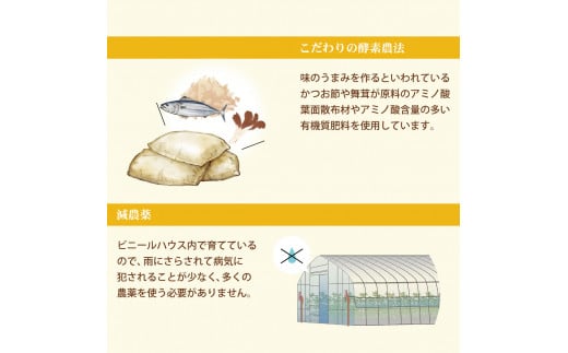 温室土佐文旦 高級 約3kg 3キロ 5～7個 L～3Lサイズ 高橋農園直送 ブンタン ぶんたん 柑橘 かんきつ 柑橘類 フルーツ 果物 くだもの デザート スイーツ 贈答 プレゼント ギフト