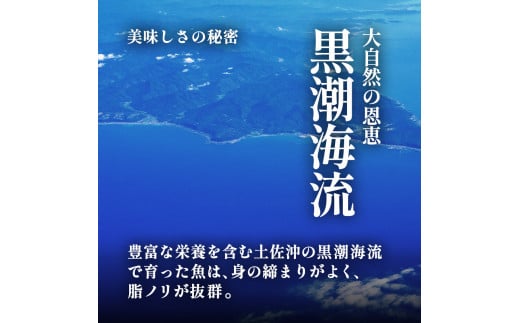 ～四国一小さなまち～ 活き〆天然縞鯵 約1kg 1尾（エラ・内臓除去済）活き締め 1キロ あじ アジ 刺身 なめろう お寿司 アジフライ 南蛮漬け 新鮮 魚 海鮮 国産 お取り寄せ 天然 おかず 和食