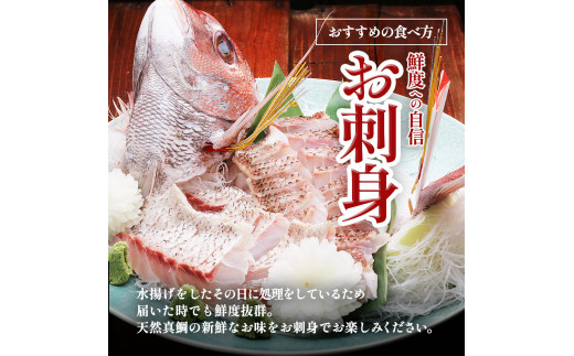 ～四国一小さなまち～ 活き〆天然真鯛 約1.5kg 1尾（鱗・エラ・内臓除去済）1.5キロ 真鯛 マダイ まだい 活き締め 刺身 さしみ お寿司 カルパッチョ 魚 海鮮 魚介 新鮮 国産 おかず 和食