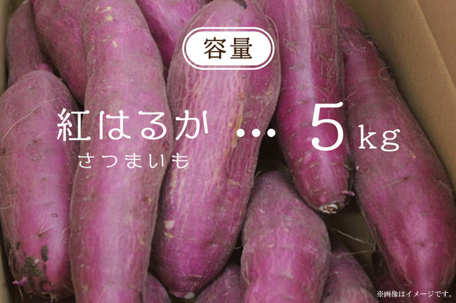 EK-9　農産物直売所「やさいの声」さつまいも　紅はるか　新芋　洗い　約5kg