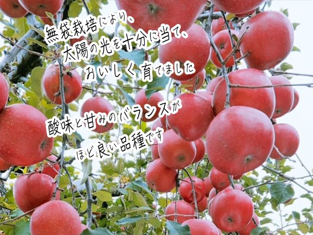 りんご 【 数量限定 】 糖度13度以上 家庭用 サンふじ 約 5kg 糖度 青森 果物 くだもの フルーツ 青森県 鰺ヶ沢