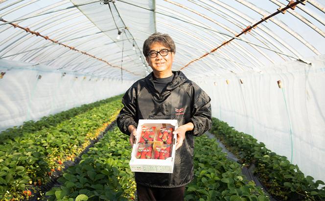 瀬戸内 牛窓産 いちご 紅ほっぺ 約1kg（約250g×4パック） 苺 イチゴ 岡山県 瀬戸内市