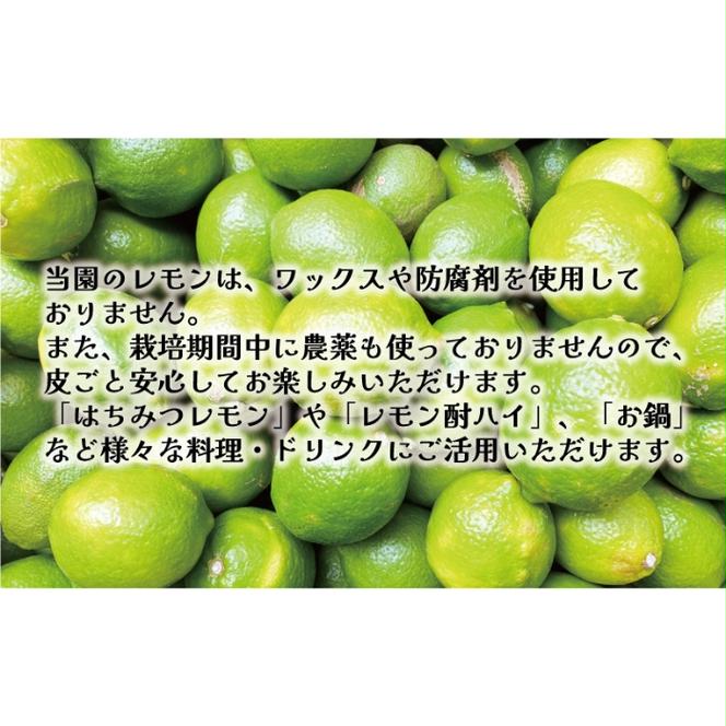 訳あり 愛媛 レモン （ グリーンレモン ） 5kg 7000円 柑橘 サイズ 不揃い 家庭用 檸檬 国産 フルーツ 果物 果実 産地直送 農家直送 数量限定 期間限定 特産品 瀬戸内 ワックス 防腐剤 不使用 果汁 人気 新鮮 レモネード 塩レモン レモン酢 レモンソース はちみつレモン レモンケーキ レモンスカッシュ レモンサワー レモン酎ハイ ビタミン 規格外 愛南町 愛媛県 果樹園みどり