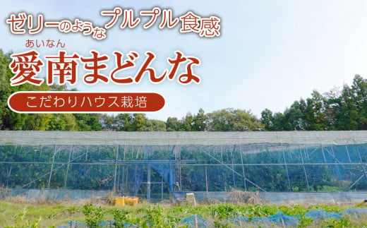 先行 予約 贈答用 愛南 まどんな 約3kg 【 赤秀品 】 みかん 20000円 愛果28号 紅まどんな 同品種 あいか アイカ 高級 人気 ブランド 柑橘 果物 フルーツ ハウス栽培 施設栽培 ギフト プレゼント 数量限定 期間限定 産地直送 国産 農家直送 特産品 お取り寄せ mikan 蜜柑 ミカン マドンナ スマイルカット 甘い おいしい ゼリー ぷるぷる 愛南町 愛媛県 果樹園みどり