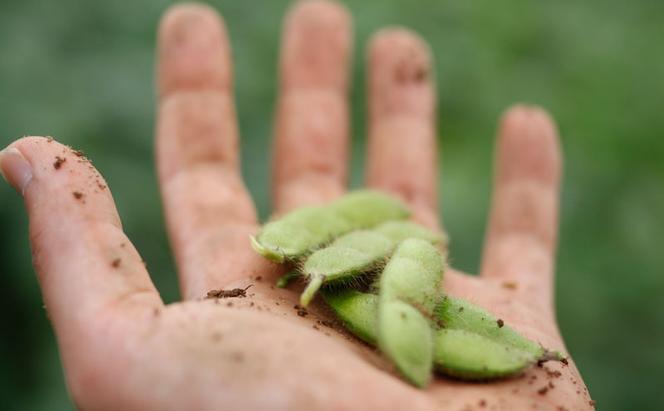 【令和7年産先行予約】 つまりちゃまめ 1.8kg（300g×6袋） 茶豆 枝豆 えだまめ 豆 野菜 新潟 十日町市