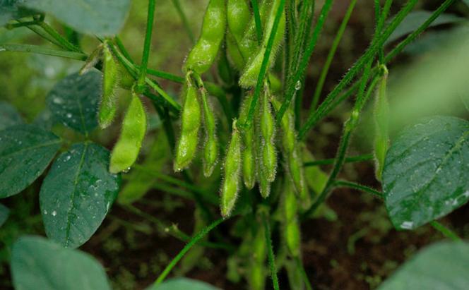 【令和7年産先行予約】 つまりちゃまめ 900g（300g×3袋） 茶豆 枝豆 えだまめ 豆 野菜 新潟 十日町市